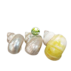 Coquilles vertes naturelles polies en vrac pour l'aménagement d'aquariums, les maisons pour crabes ermites, la décoration côtière et les loisirs créatifs - Product Image 2