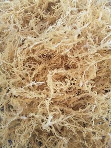 สาหร่ายทะเลดิบคุณภาพส่งออกจากเวียดนามโดย 99 โกลด์ ดาต้า สำหรับสุขภาพ ดีท็อกซ์ สมูทตี้ วีแกน อาหารเสริม - Product Image 3