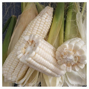 Proveedor mayorista de maíz blanco de primera calidad para importadores internacionales de alimentos y distribuidores globales - Product Image 3