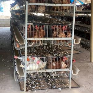 Jaula para Gallinas Ponedoras Tipo H <span class=keywords><strong>de</strong></span> 3-4 Niveles, Galvanizada por Inmersión en Caliente, Jaula <span class=keywords><strong>de</strong></span> Batería para 96-160 Aves, Equipo <span class=keywords><strong>de</strong></span> Avicultura para Producción <span class=keywords><strong>de</strong></span> Huevos - Product Image 1