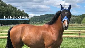 หน้ากากกันแมลงวันสำหรับม้า รุ่นมาตรฐาน ช่องตาขนาดใหญ่ พร้อมที่ครอบหู ป้องกันรังสียูวี สีน้ำเงินรอยัล ขนาดเต็มตัว - Product Image 2