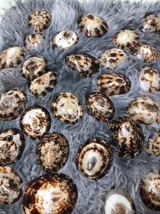 SHIPS QUICKLY Limpet <b>Shell</b> for Craft Supplies and <b>Ornament</b> Making, Clean Finish, Selected Pieces, Perfect for Creative Work - Product Image 4