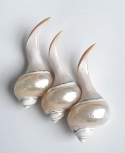 Reposapalillos de Concha Marina Pulida Ecológica Hecha a Mano en Vietnam, Artesanía Genuina para Hostelería y Servicios de Catering - Product Image 5