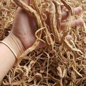 โสม ngoc Linh ที่มีปริมาณซาโปนินที่เหนือกว่ามีสินค้าจากเวียดนาม - Product Image 3