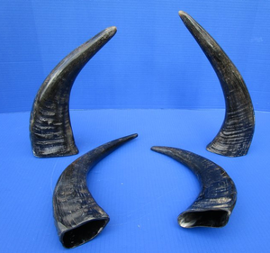 Water Buffalo Horn Decorative Home Decor Show Piece Handicraft Antique Design Horn <b>Decoration</b> Pieces - Product Image 1