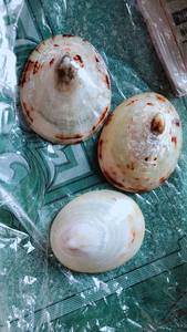 Coquille de limpet ovale naturelle du Vietnam pour la fabrication de bijoux, l'artisanat, l'incrustation, avec une surface en nacre polie irisée - Product Image 2