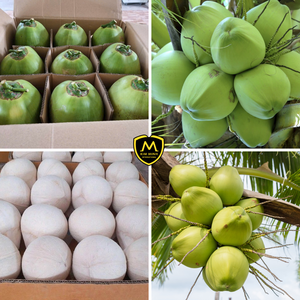 Coco Fresco de Alta Calidad _ Exportación a Granel desde Vietnam para Socios B2B en Todo el Mundo - Product Image 4
