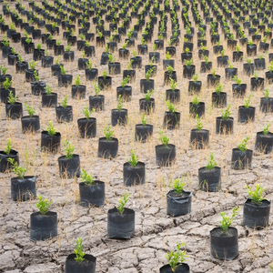 Sacs de pépinière écologiques, biodégradables, compostables, recyclables, jetables, à base d'amidon de maïs, pour l'agriculture et le jardinage - Product Image 2