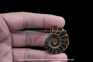 Pendentifs en ammonites polies de haute qualité en gros, pierres naturelles pour la fabrication de bijoux, pierres précieuses Faijan certifiées et personnalisables - Product Image 2