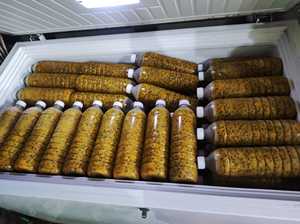 Jus de fruit de la passion congelé à haute teneur en Brix 15, avec ou sans pépins, pour la production de boissons gazeuses, ingrédient pour boissons, emballage en fût de 250 kg - Product Image 5