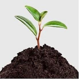 Vermicompost organique granulaire, amendement du sol pour la croissance des plantes, engrais écologique - Product Image 4