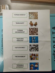 100% Natural Hermit <b>Crab</b> <b>Shells</b> and Seashell-Ideal for Collecting, Nautical Decor, and Vivarium Design/ Ms. Lima - Product Image 5