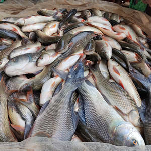 Meilleurs probiotiques d'aquaculture pour améliorer la qualité de l'eau et les taux de survie - Product Image 5