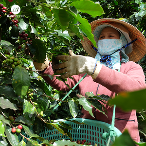 Fabricant de grains de café vert au Vietnam |   Grains entiers d'Arabica et de Robusta |   Approvisionnement en gros pour l'exportation - Product Image 3