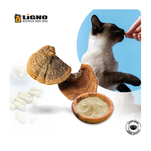 LiGNO SH02 ™   Polvo de Sang Huang - Ingrediente Antiinflamatorio para Mascotas, Suplemento para las Articulaciones y el Bienestar - Fabricación OEM en Malasia - Product Image 1