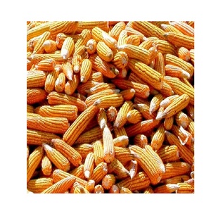 Maïs jaune séché non glutineux, graines matures, qualité alimentaire en vrac pour animaux - Product Image 5