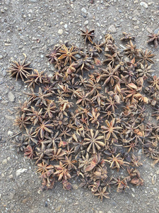 Anis étoilé entier séché, épices naturelles brutes, origine Vietnam, pour la cuisine et l'assaisonnement - Product Image 6