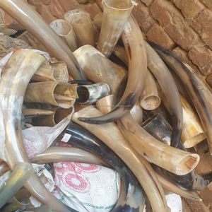 Vente en gros de grandes paires de cornes de taureau décoratives pour accessoires de décoration intérieure article antique de corne de boeuf Viking à vendre - Product Image 3