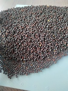 Factory Direct Bulk Supply Premium Natural White Mustard Seed Herbal <b>Plant</b> for Spice & Culinary Industry - Product Image 4