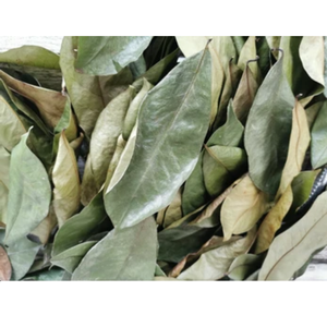Hojas de Guanábana Vietnamita Secas al Sol de la Mejor Calidad, Puro Orgánico y Aromático, Cuidadosamente Seleccionadas, Compra al por Mayor OEM - Product Image 2
