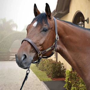 Dernier design, prix abordable : Harnais d'équitation pour l'entraînement / Meilleurs harnais de cheval réglables avec sangle de nez, faible MOQ - Product Image 5