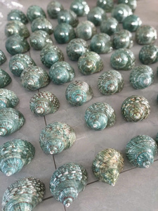 Quemadores de Incienso de Lujo para Hoteles y Resorts, Conchas de Abulón Iridiscentes Pulidas, Conchas de Paua Perladas, Venta al Por Mayor - Macy - Product Image 6