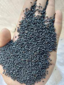 Semillas de sésamo negro frescas de fabricación india, recolectadas a mano en granjas orgánicas para el mercado global, disponibles a precio directo de fábrica. - Product Image 3