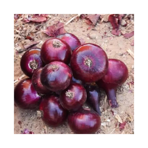 Oignons rouges frais de qualité supérieure, préparés pour le commerce de gros et la distribution - Product Image 4
