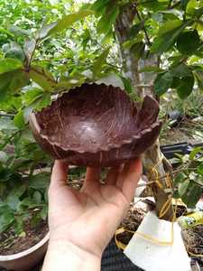 Ventes en gros de bols en noix de coco biologiques |   Ensemble d'ustensiles de cuisine écologiques |   Tendances Maison et Salle à Manger 2026 - Product Image 3