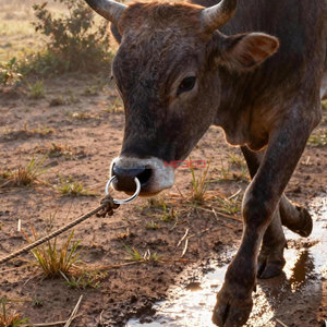 Anillos Nasales para Toros y Vacas de Acero Inoxidable, Resistentes, para Control de Ganado y Manejo de Animales de Granja - Product Image 5