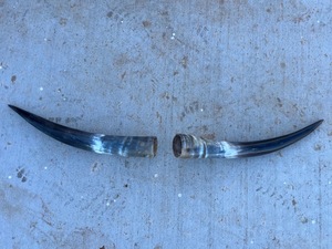 Paire de cornes de bison polies, décoration murale, design Art Déco, grande taille de 27 à 35 pouces, pour mariage, anniversaire - Product Image 3