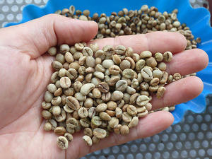 SUNAISE Grains de café vert Arabica non torréfiés, traitement naturel, qualité AA, café du Vietnam, 100% pur, grains entiers bruts pour - Product Image 6