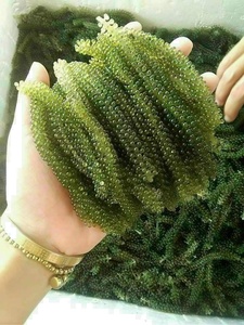 Caviar Verde Fresco a Precio Competitivo y Proveedor de Uvas de Mar al por Mayor - Product Image 5