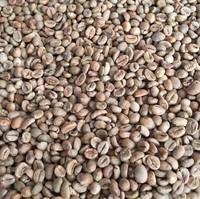 Grains de café Robusta Taille 16 A Plus Pureté 95-99% Sac de jute 60kg Qualité supérieure Fournisseur d'usine de café vert Meilleur prix