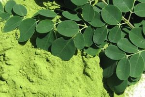 Poudre de Moringa de haute qualité pour un regain d'énergie et un complément nutritionnel quotidien - Product Image 5