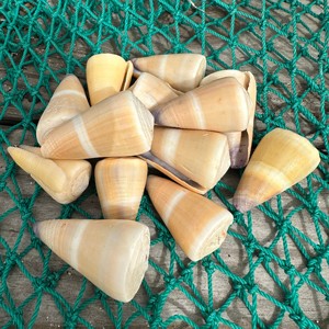Prix fournisseur coquillages naturels, coquillages marins pour décorations de maison de plage, coquillages bruts de qualité supérieure - Product Image 1
