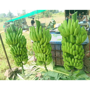 Bananes Cavendish vertes de qualité supérieure, qualité d'exportation, bananes fraîches brutes pour la vente en gros et les commandes en gros - Product Image 4