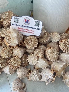 Conchas de Vieira Naturales - Decoración con Temática de Playa, Marca OEM de Ba Ria-Vung Tau, Suministro al por Mayor - Product Image 5