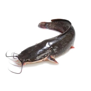 Ikan Lele Beku Premium Ocean Harvest Utuh Bersih Kualitas Ekspor Kemasan Massal Untuk Importir Pembeli Grosir Makanan Laut