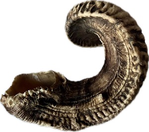 Huge <b>Sheep</b> Ram Horn Pair Large Size Natural Raw Horns for Decoration & Craft High Quality - Product Image 1