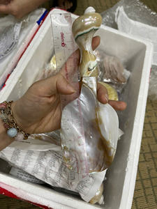 ช้อนเปลือกหอยมุกตกแต่งสำหรับร้านขายของที่ระลึก ช้อนเปลือกหอยสีขาวด้ามยาว ช้อนเปลือกหอยขัดเงาสำหรับส่งออกทั่วโลก - Product Image 2