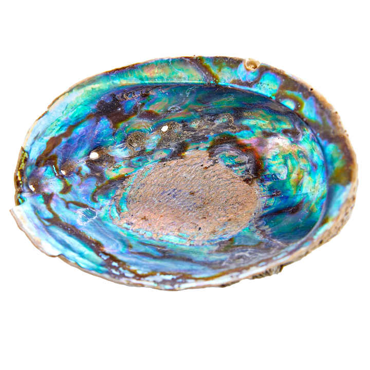 Abalone Shell Smudging Bowl Seashell Incense Burner Standard Abalone Shell with Unique rainbow Patterned Penalized Interior