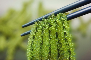 Uvas de Mar Secas-Algas de Uva-Caviar Verde-Umibudo- Caulepar Lentillifera de Vietnam Sra. Lily - Product Image 6