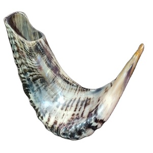 Corne naturelle Rare très grande, à prix adapté, 1 pièce - Product Image 2
