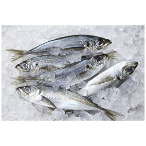 Pescado Caballito de Mar del Pacífico - Product Image 1