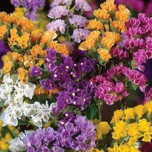 Graines de fleurs séchées de Salvia Splendens hybride F1 multicolores de qualité supérieure CRADLE of LIFE pour la culture commerciale et le jardinage - Product Image 1
