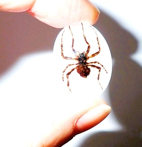 Araña Fantasma, Espécimen Real, Cabujón de Plástico Ovalado de 18x25 mm, Base Plana Blanca para Manualidades y Joyería - Product Image 6