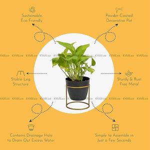 Modern Black Flower Pot With Gold Plated Metal Stand Minimalist Indoor <b>Plant</b> Planter For Desktop Use - Product Image 4