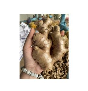 Materia prima de estilo orgánico de jengibre fresco para uso de especias de cocina de Vietnam con aroma y sabor audaces - Product Image 6