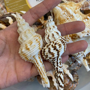 Handmade Natural Seashell Boat Christmas Beach Decor | Eco Ocean Craft HOT SALE - CARYLN - Product Image 5